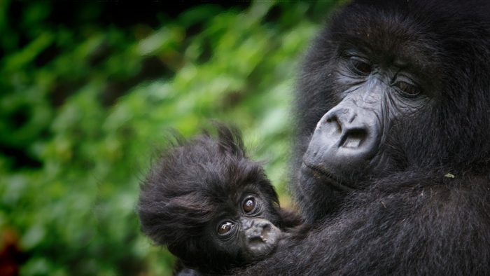 De niño soldado a jugarse la vida para salvar a los gorilas de Virunga De niño soldado a jugarse la vida para salvar a los gorilas de Virunga