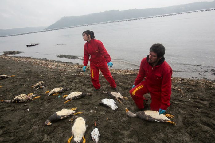Greenpeace indignado ante declaración de Súnico por vertimiento de salmones en Chiloé: 
