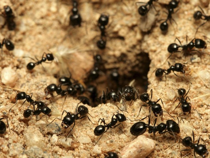 Las hormigas africanas que rescatan a sus compañeras heridas Las hormigas africanas que rescatan a sus compañeras heridas