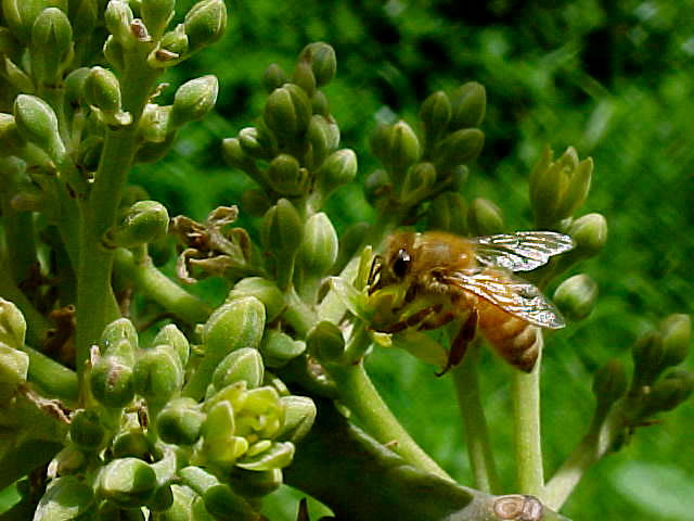 Disminución de abejas amenaza con sacar de la mesa a la palta, la naranja y la cebolla