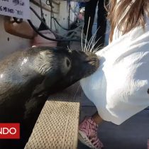 [VIDEO] El impactante momento en el que un lobo marino arrastra al agua a una niña a cuyos padres acusan de 