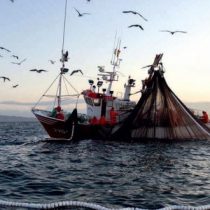 Gemines por Ley de Pesca: 