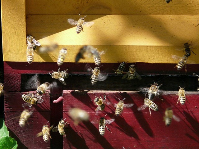 Buscan combatir infecciones frecuentes en personas con bacterias de abejas