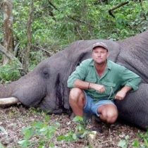 Aplastado por un elefante: así murió un avezado cazador sudafricano