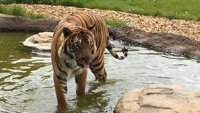 Tigre ataca y da muerte a la cuidadora de un zoológico en Inglaterra Tigre ataca y da muerte a la cuidadora de un zoológico en Inglaterra