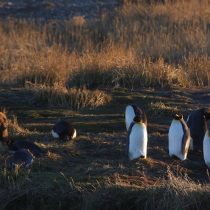 Tierra del Fuego, donde el pingüino es el rey
