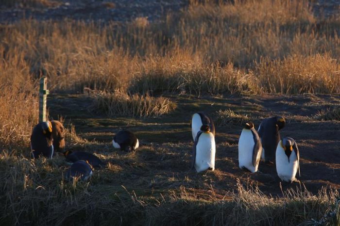 Tierra del Fuego, donde el pingüino es el rey Tierra del Fuego, donde el pingüino es el rey