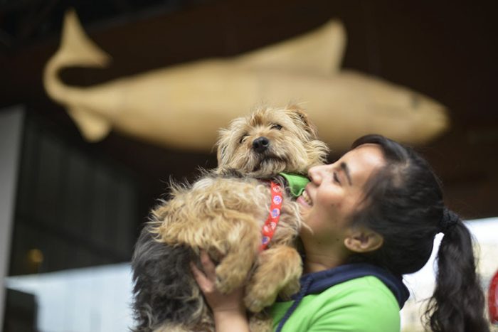 Interacciones entre especies: ¿Cómo se genera el vínculo entre humanos y perros? Interacciones entre especies: ¿Cómo se genera el vínculo entre humanos y perros?