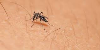 Haber padecido de dengue puede atenuar la infección con Zika Haber padecido de dengue puede atenuar la infección con Zika