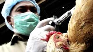 Chile utilizará moderno sistema de detección del virus de la gripe aviar Chile utilizará moderno sistema de detección del virus de la gripe aviar