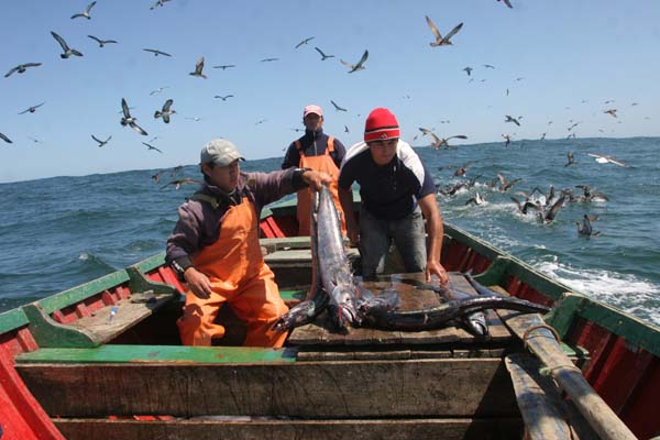 Dirigente de pescadores artesanales considera «un chiste» los anuncios de Bachelet para el sector Dirigente de pescadores artesanales considera
