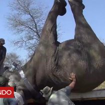 [VIDEO] Patas para arriba: la enorme tarea de trasladar a cientos de elefantes de 6 toneladas
