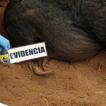 PDI detiene al administrador del Colegio Agrícola en el Valle de Lluta por maltrato animal