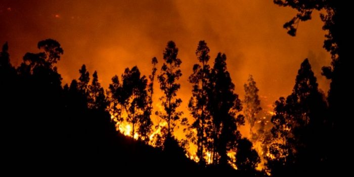 6 pilares para un desarrollo forestal moderno y sostenible 6 pilares para un desarrollo forestal moderno y sostenible