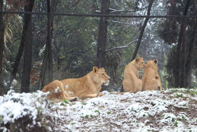 Buin Zoo inicia campaña para recaudar fondos tras 100 días cerrado Buin Zoo inicia campaña para recaudar fondos tras 100 días cerrado