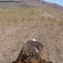 [VIDEO C+C] Cámara sobre el lomo de un águila registra su vuelo a 300 km por hora