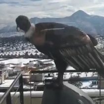 [VIDEO] Cóndor sorprende posándose en balcón durante nevazón en Las Condes