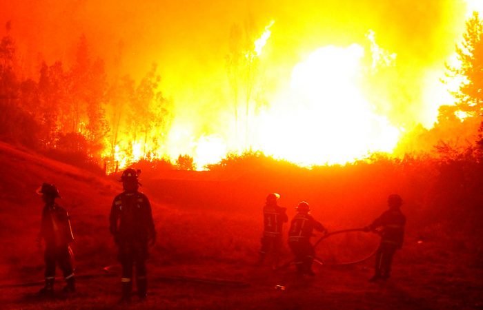 Fiscalía indaga relación entre incendios forestales y cuarentena del SAG a bosques afectados por grave plaga de avispas