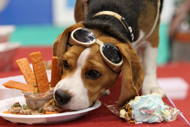 Científicos crían al primer perro del mundo clonado con edición genética Científicos crían al primer perro del mundo clonado con edición genética