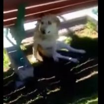 [VIDEO] Indignación por muerte de perrito baleado por carabinero en plaza de armas de Vallenar