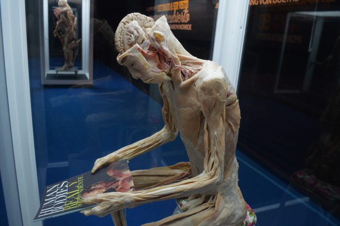 ¡Por éxito! Se extiende Bodies, cuerpos reales ¡Por éxito! Se extiende Bodies, cuerpos reales