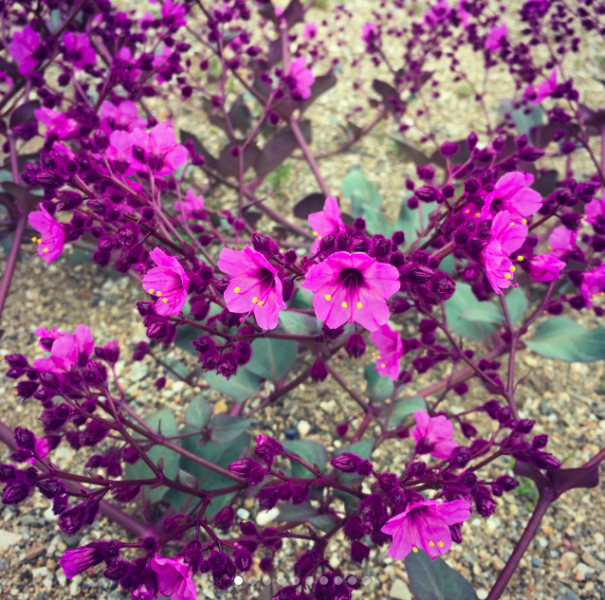 Las maravillas del desierto florido Las maravillas del desierto florido