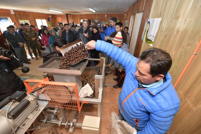 La reinvención de la comunidad pehuenche El Avellano en el Alto Biobío La reinvención de la comunidad pehuenche El Avellano en el Alto Biobío