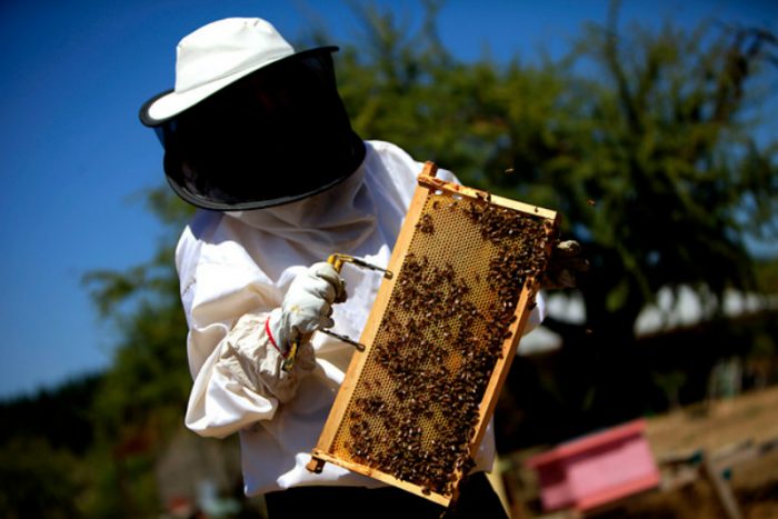Masiva muerte de abejas moviliza a apicultores contra actual Ley Apícola Masiva muerte de abejas moviliza a apicultores contra actual Ley Apícola
