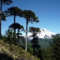 Nuevas aristas del conflicto en La Araucanía: Temuco y el apetecido suelo mapuche