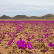 La amenaza de minera Dominga al desierto florido