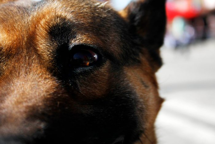 Diario Oficial publica la denominada “Ley Cholito” sobre tenencia responsable de animales Diario Oficial publica la denominada