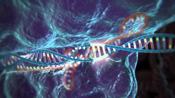 ¿Hijos a la carta?: mitos y certezas tras la manipulación genética CRISPR/Cas9