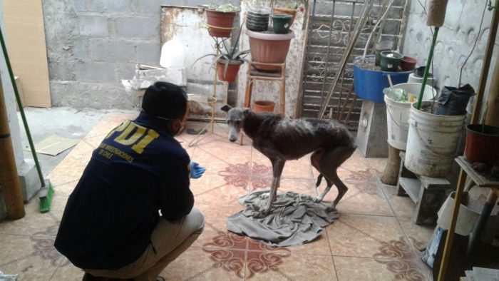 La PDI detiene a hombre en Arica por grave maltrato de perra galgo La PDI detiene a hombre en Arica por grave maltrato de perra galgo