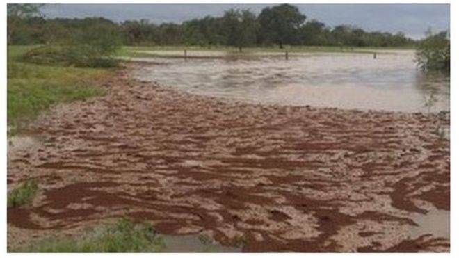 Las gigantescas “balsas” creadas por las hormigas para salvarse de las inundaciones en Houston Las gigantescas
