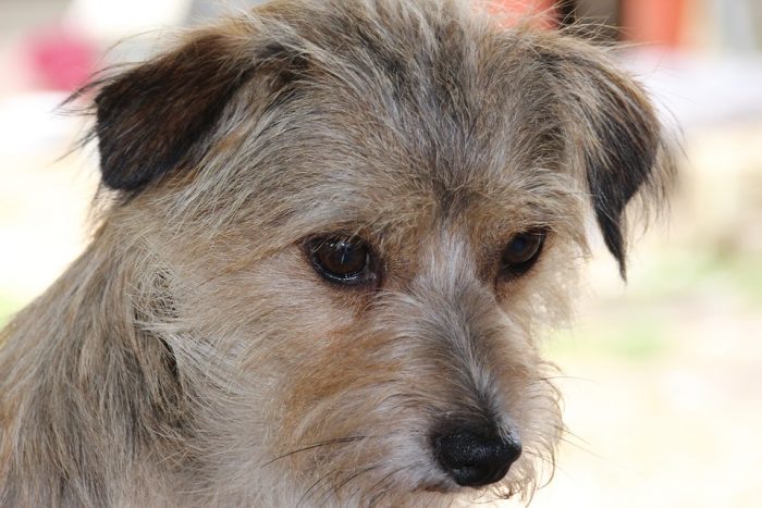 Jornada de adopción de perros en Parque Araucano Jornada de adopción de perros en Parque Araucano