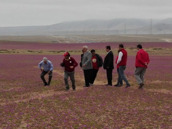 Piñera se gana troleo en Twitter por foto que lo muestra pisando el desierto florido Piñera se gana troleo en Twitter por foto que lo muestra pisando el desierto florido