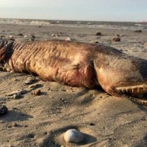 La misteriosa criatura de dientes afilados que encontraron en una playa de Texas tras el huracán Harvey