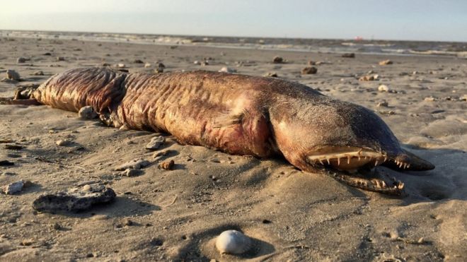 La misteriosa criatura de dientes afilados que encontraron en una playa de Texas tras el huracán Harvey