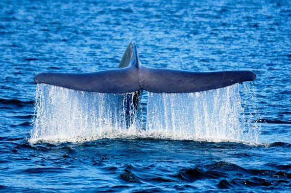 Chile crea el área marina protegida más austral del mundo Chile crea el área marina protegida más austral del mundo