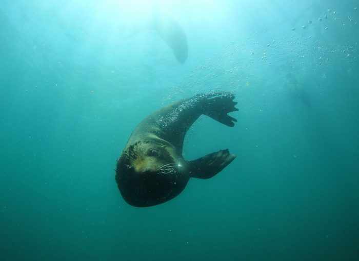 El fotógrafo submarino que asombra a científicos de todo el mundo por sus imágenes del norte chileno El fotógrafo submarino que asombra a científicos de todo el mundo por sus imágenes del norte chileno