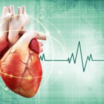 ¿Por qué tenemos el corazón inclinado hacia la izquierda?