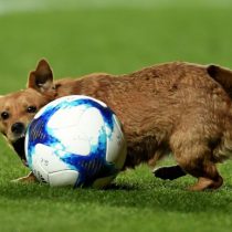[VIDEO] La nueva cábala de San Lorenzo: juguetón perro se mete a la cancha antes del gol del local