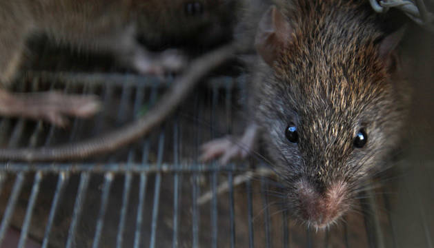 Niña parapléjica fue atacada por ratas en Francia