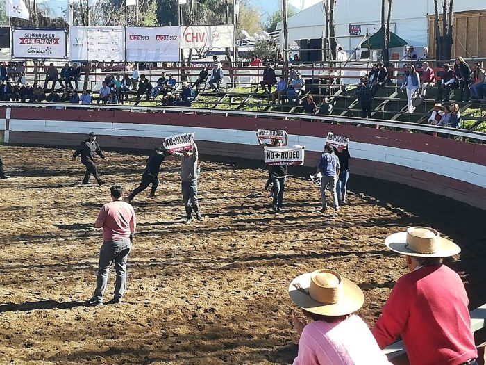 Nueva polémica: diputados de derecha impulsan proyecto para crear el Día Nacional del Rodeo Nueva polémica: diputados de derecha impulsan proyecto para crear el Día Nacional del Rodeo
