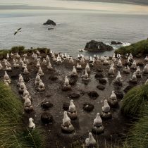 Chile anuncia la protección de más de un millón de kilómetros cuadrados con parques marinos