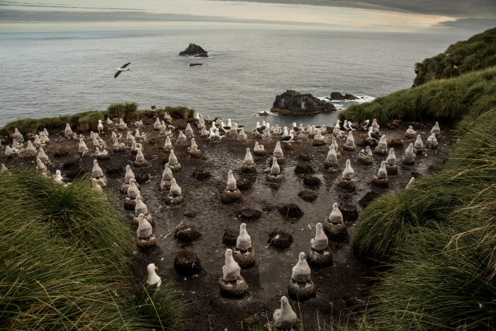 Chile anuncia la protección de más de un millón de kilómetros cuadrados con parques marinos Chile anuncia la protección de más de un millón de kilómetros cuadrados con parques marinos