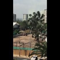 [VIDEO] Polémica tala de araucaria en Ñuñoa obliga a municipalidad a dar explicaciones