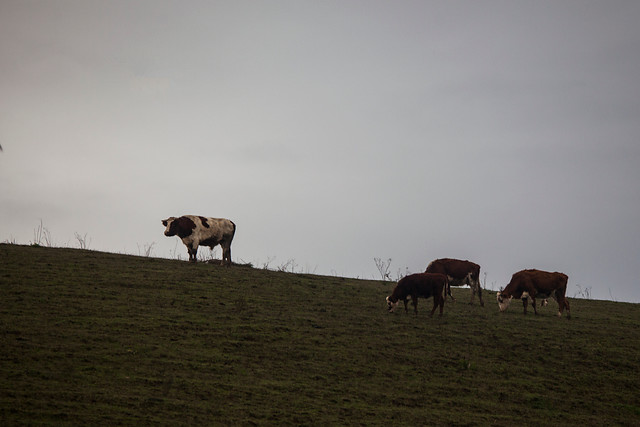 Brote de infección respiratoria ligada a la industria pecuaria mantiene en alerta a Osorno Brote de infección respiratoria ligada a la industria pecuaria mantiene en alerta a Osorno