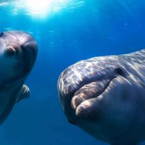 Ballenas y delfines tienen comportamientos similares a las sociedades humanas