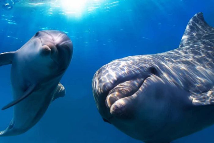 Ballenas y delfines tienen comportamientos similares a las sociedades humanas